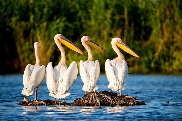 Die Vögel auf dem Bild sind Pelikane. In Europa findet man sie unter anderem im Donaudelta in Rumänien, wo sie in großen Kolonien brüten.