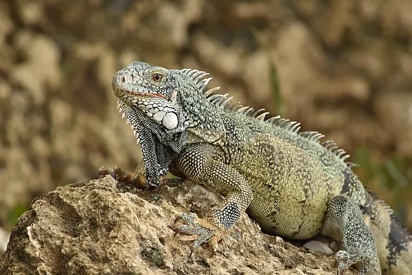 Das Bild zeigt Curacaos Grünem Leguan - dort genannt Yuana bèrdè, der auf einem Felsen sitzt.